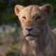 la chanteuse beyonce prête sa voix à nala dans le film le roi lion
